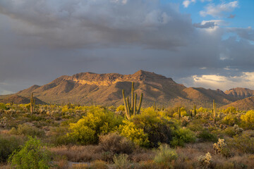 Usery Mountain Regional Park Central Arizona, America, USA. 