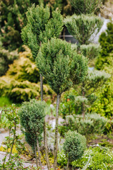A tree, a bush of green topiary juniper grows in a garden in nature. Photography, nature, agriculture.