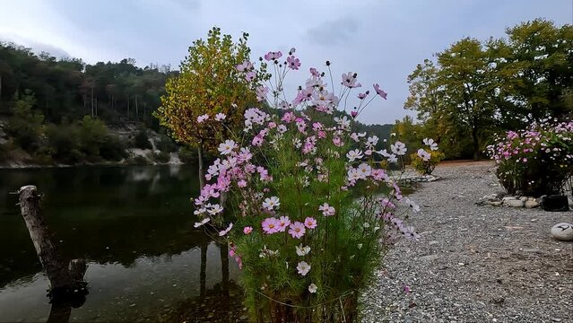 pink flowers by the river in the natural park