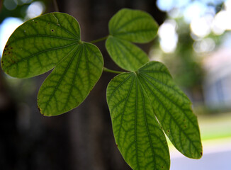 Leaves