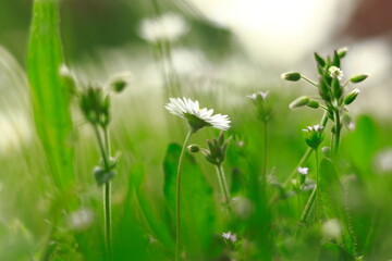 grass in the morning