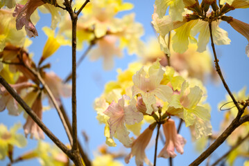 Beautiful yellow flower tree blossom with blue sky in summer season