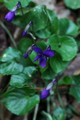 violette