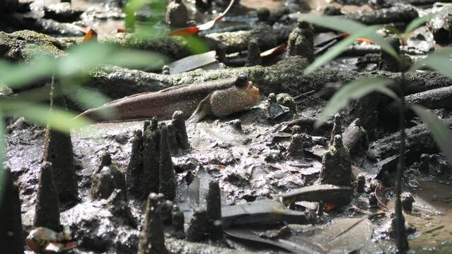 The Atlantic mudskipper (Periophthalmus barbarus) laying on ground. It's a species of mudskipper native to fresh, marine, and brackish waters of the tropical Atlantic coasts of Africa.