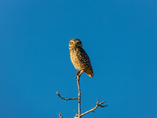 Little Owl