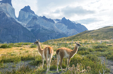 Guanaco