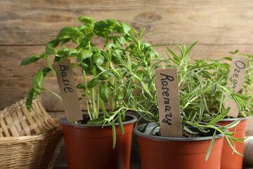 Different aromatic potted herbs against wooden background, closeup