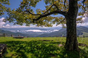 Lone Tree Standing On The Top Of Hemphill Bald On The Border Of Great Smoky Mountains