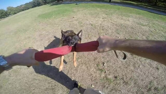 Dog training: German shepherd dog barking and jumping biting. Defense dog