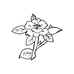 Line Art Flower Illustration