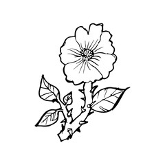 Line Art Flower Illustration