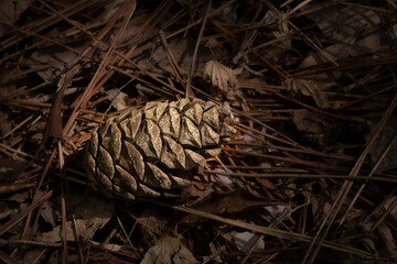木漏れ日の松ぼっくり