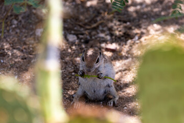 Obraz premium An adult female round-tailed ground squirrel, Xerospermophilus tereticaudus, foraging for food in the Sonoran Desert. Cute native wildlife. Pima County, Tucson, Arizona, USA.