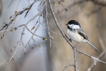 Naklejka premium Wildlife, Birds