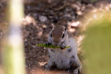 An adult female round-tailed ground squirrel, Xerospermophilus tereticaudus, foraging for food in the Sonoran Desert. Cute native wildlife. Pima County, Tucson, Arizona, USA.