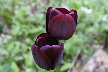 春に咲くチューリップ