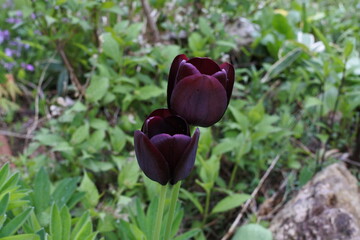 春に咲くチューリップ