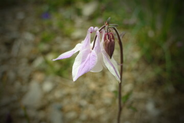 寒さに強い多年草のオダマキ
