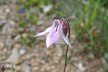 寒さに強い多年草のオダマキ
