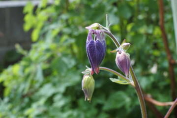 寒さに強い多年草のオダマキ
