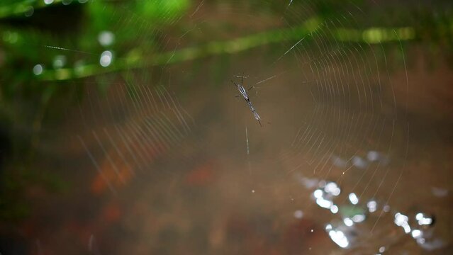 池に罠を仕掛ける蜘蛛の糸