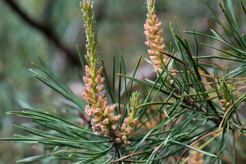 Pinus sylvestris, pine male flowers closeup selective focus