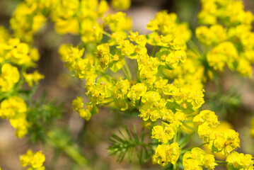 Euphorbia cyparissias,  flowers closeup selective focus cypress spurge