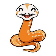 Cute albino sunfire tiger het genetic stripe reticulated python