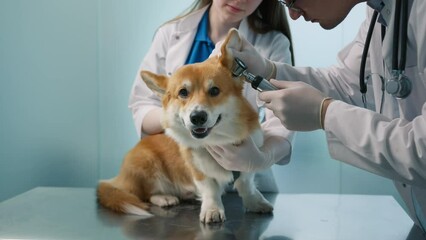 Veterinarian male and female in medical uniform examining large ears of Corgi dog using otoscope. Smiling friendly Corgi breed pet at regular check up visit in modern veterinary clinic. Slow motion 4K