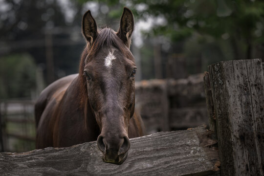 2023-05-19 A STRAIGHT ON HEAD SHOT OF A BROWN HORSE WITH A WHITE PATCH AND NICE EYES STARING OUT FROM BEHIND A WOODEN FENCE AT A PINTO HORSE SHOW IN TACOMA WASHINGTON