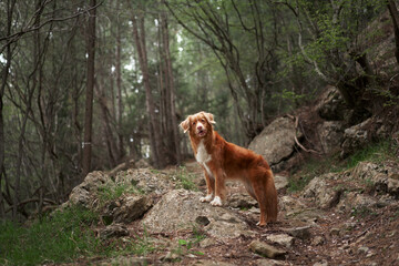 Red dog in the forest. Nova Scotia duck tolling retriever in nature. Beautiful pet for a walk
