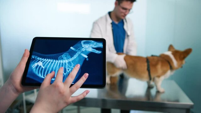 Closeup vet hands holding touchpad and checking image on swallowed keys in stomach on X Ray image. Corgi pet on examination table, veterinarian assesses dogs health on tablet computer with X-Ray scans