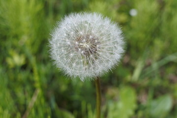 タンポポの綿毛