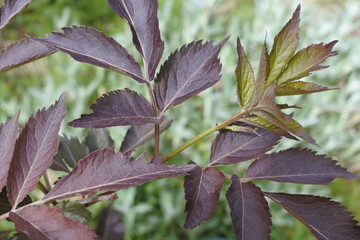 黒いニワトコの葉