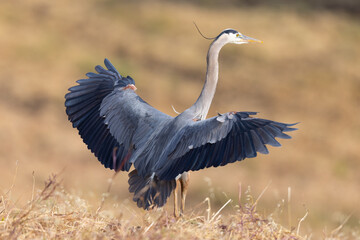 Great blue heron landing, seen in the wild in North California