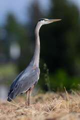 Great blue heron, seen in the wild in North California