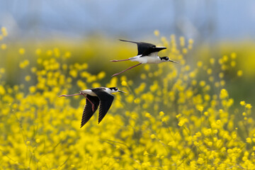 Close view of a black-necked stilts flying over yellow flowers, seen in a North California marsh