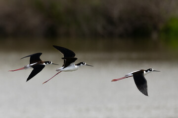 Close view of a black-necked stilts flying, seen in a North California marsh
