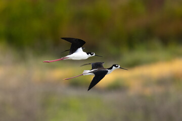 Close view of a black-necked stilts flying, seen in a North California marsh