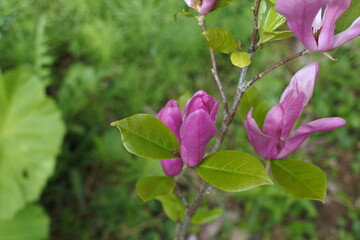 紅いモクレンの花