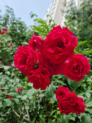 
A red rose in full bloom in May.