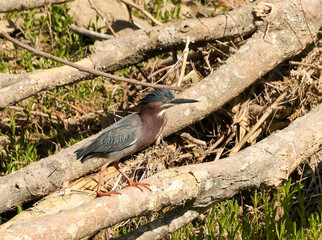 Green Heron on Tree