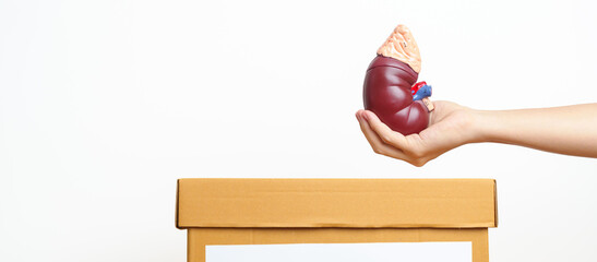 Organ Donation, Charity, Volunteer, Giving Concept. hand holding Anatomical human kidney Adrenal...