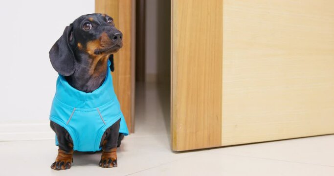 A Playful Black Dachshund Puppy, Wearing A Bright Blue Raincoat, Eagerly Awaits Its Owner's Command To Embark On A Walk. Enjoy Quality Time With Your Furry Friend In Any Weather Condition