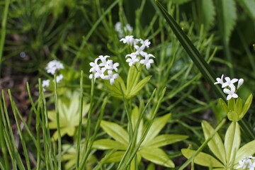 春に咲く白い野草