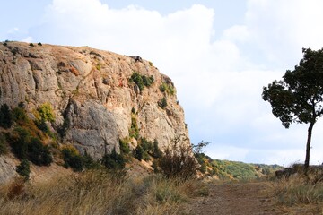 landscape with trees