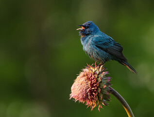 Indigo Bunting on a Flower