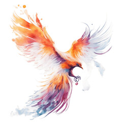 feathers on white background