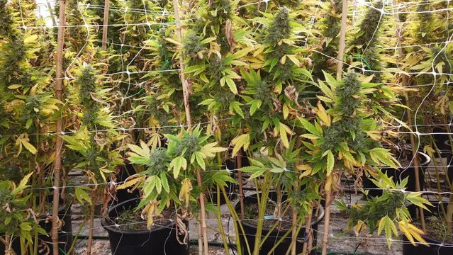 Cannabis plant in curative cannabis weed farm for medical cannabis product . The indoor agriculture farm provide high quality medicinal cannabis production for health care and medicine uses . High qua