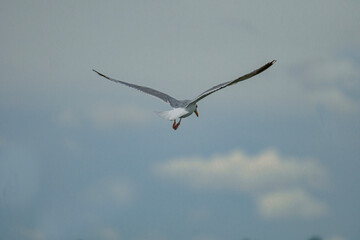 Seagull soaring through the cloudy sky